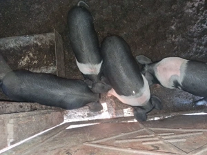 4 purcelusi 5 săptămâni pret 350 buc