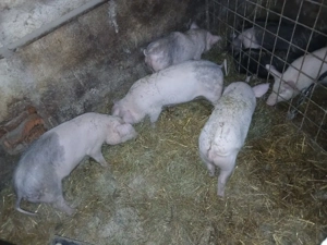 vand grasunei . - imagine 2