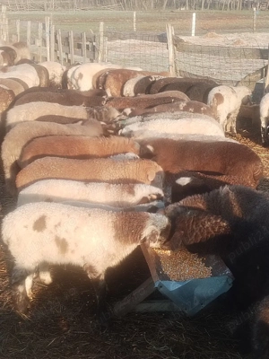 Vind mieii  - imagine 5