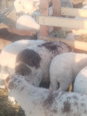 Vind mieii  - imagine 4