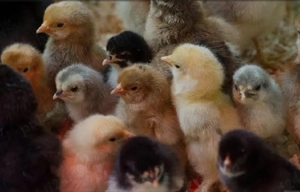 Pui de rasa carescuti natural