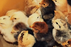 Pui de rasa carescuti natural - imagine 3