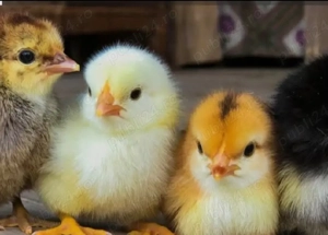 Pui de rasa carescuti natural - imagine 2