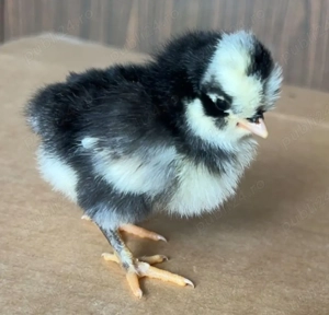 Pui de rasa carescuti natural - imagine 5