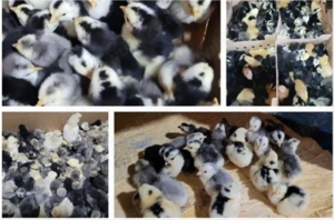 Pui de rasa carescuti natural - imagine 4