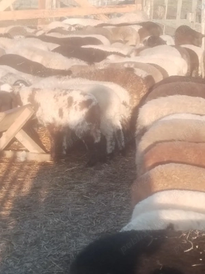 Vind mieii  - imagine 3