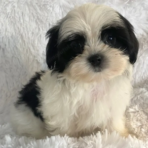 Mascul și femelă bichon Havanez