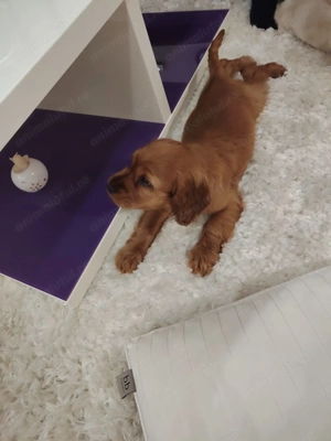 Pui Cocker Spaniel (2 luni si 2 Saptamani ) baiat - imagine 3