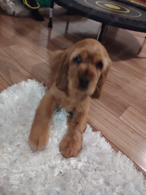 Pui Cocker Spaniel (2 luni si 2 Saptamani ) baiat - imagine 5