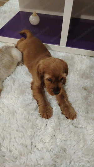 Pui Cocker Spaniel (2 luni si 2 Saptamani ) baiat