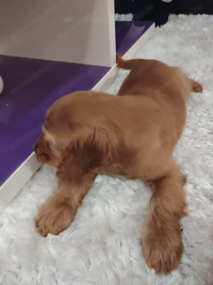 Pui Cocker Spaniel (2 luni si 2 Saptamani ) baiat - imagine 4