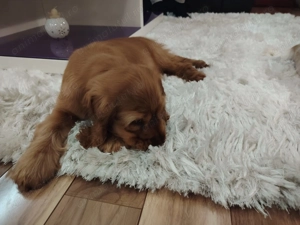 Pui Cocker Spaniel (2 luni si 2 Saptamani ) baiat - imagine 2