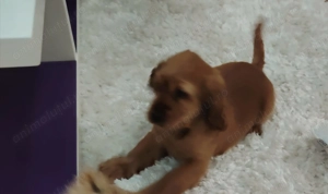Pui Cocker Spaniel (2 luni si 2 Saptamani ) baiat - imagine 6