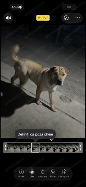 Shar pei  ( 10 luni ) 