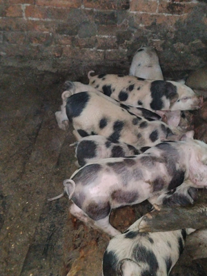 Vând purcei  mai multe detalii la telefon  - imagine 2