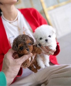 Maltipoo Mini Toy