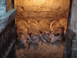 porci grași  - imagine 2