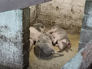 porci grași  - imagine 3