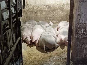 porci grași 