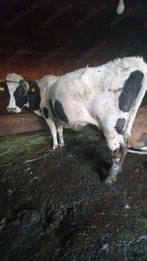 Vand vaca tanara afata  - imagine 2