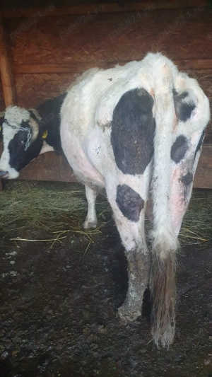 Vand vaca tanara afata 