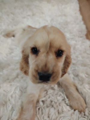 Pui Cocker Spaniel (2 luni si 3 Saptamani ) baiat - imagine 6