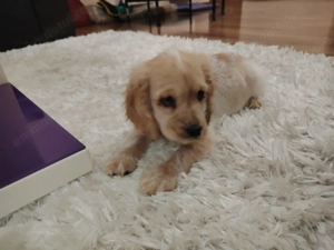 Pui Cocker Spaniel (2 luni si 3 Saptamani ) baiat - imagine 3