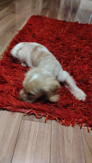Pui Cocker Spaniel (2 luni si 3 Saptamani ) baiat - imagine 5