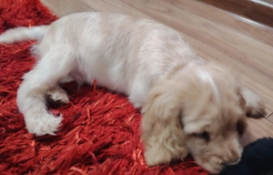 Pui Cocker Spaniel (2 luni si 3 Saptamani ) baiat - imagine 2