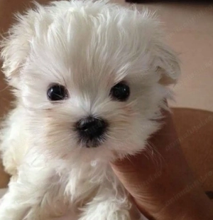 Bichon maltez baiat