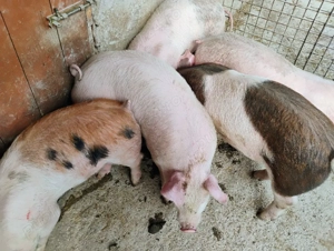 Vand Purcei Marel Alb cu Landrace si Porcii