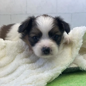 Bichon Havanez 350 lei