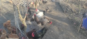 Vand Cocosi Australorp - imagine 5