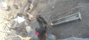 Vand Cocosi Australorp - imagine 4