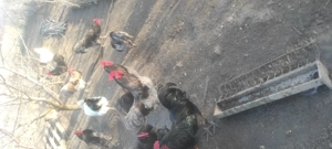 Vand Cocosi Australorp - imagine 3