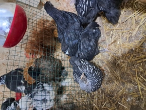 Pui de matase japoneză, cochin pitic frezat și golașe barboase încălțate frezate - imagine 2