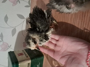 Pui de matase japoneză, cochin pitic frezat și golașe barboase încălțate frezate - imagine 4