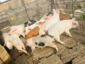 Vand 7 scrofite la alegere - imagine 5