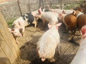 Vand 7 scrofite la alegere - imagine 3