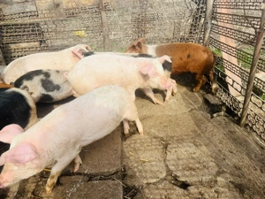 Vand 7 scrofite la alegere - imagine 2