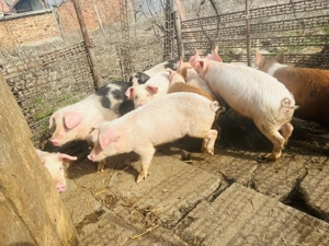 Vand 7 scrofite la alegere - imagine 4