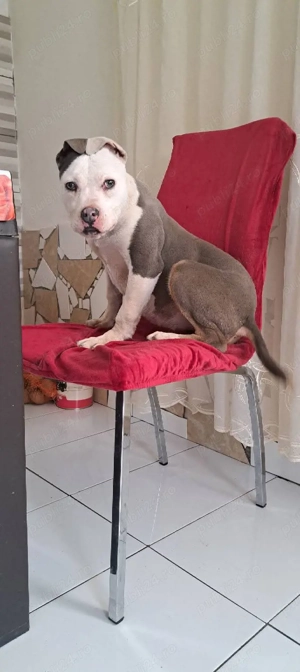 Vând Amstaff Blue 5 lunite este Fetița !! - imagine 2