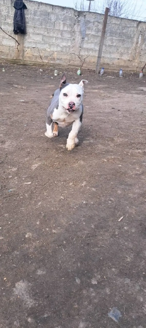 Vând Amstaff Blue 5 lunite este Fetița !! - imagine 3