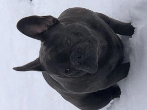 Buldog francez pentru monta - imagine 2