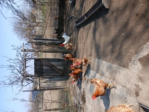 Vând găini de casă  - imagine 4