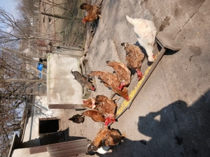 Vând găini de casă  - imagine 2