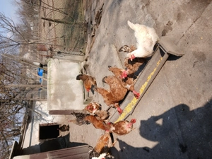 Vând găini de casă 