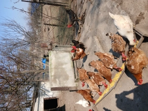 Vând găini de casă  - imagine 3