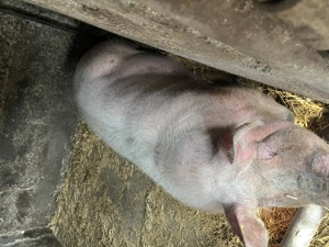 Disponibila, pret negociabil - imagine 2