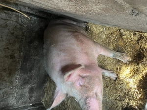 Disponibila, pret negociabil - imagine 3